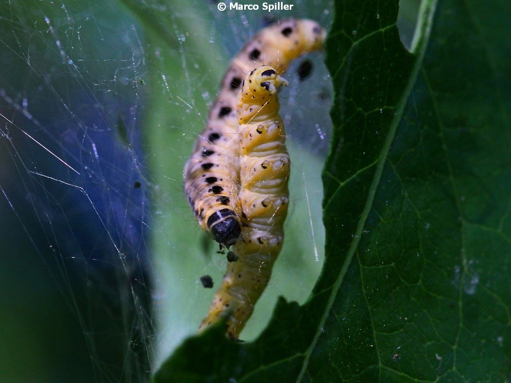 Bruco da identificare - Yponomeuta sp., Yponomeutidae